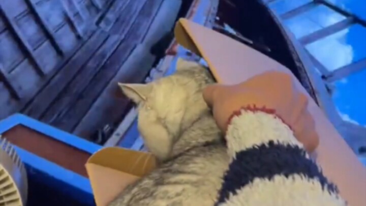 Kucing "bisa dibilang sudah merasakan bagaimana rasanya naik mobil"