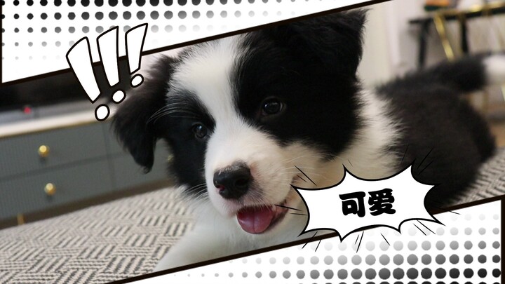 Chú cún mới về nhà được một tháng có thể học được những gì?