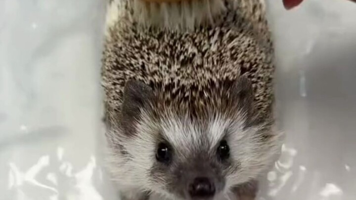 Nhím ngoan đến mức nào khi được tắm?