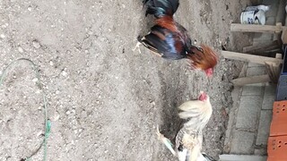 NBJJ4 PRH vs NBJJ4 Bulik