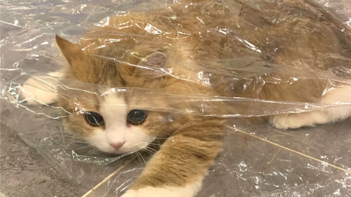 It’s just a plastic bag—can’t you just let me have some fun with it?
