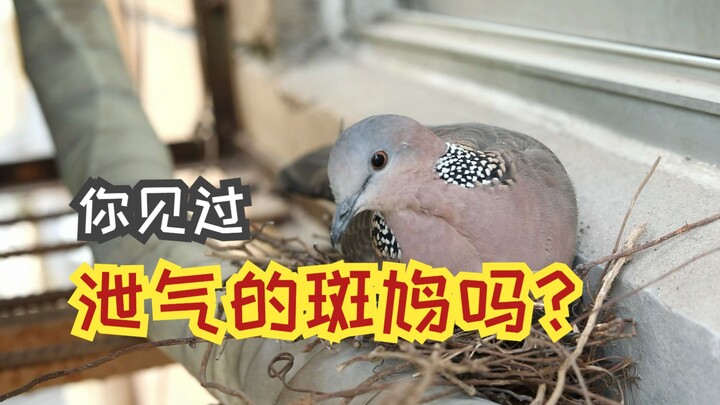 Bạn đã từng thấy chim bồ câu xì hơi chưa?