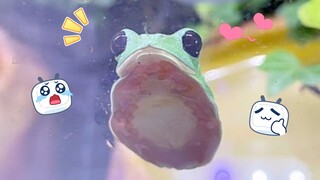 [Katak Pohon] Bangun tidur juga merupakan hari yang lucu.