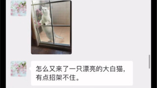 Chat logs about my mom finding a ragdoll cat and a silver tabby on the balcony