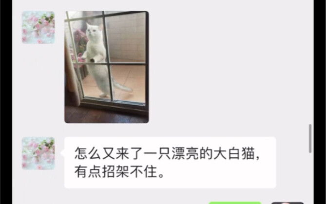 Chat logs about my mom finding a ragdoll cat and a silver tabby on the balcony