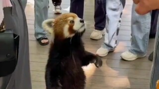 Red panda: None of you brought an apple 🍎?