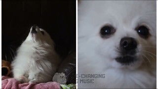 Need To Know but Dogs Sung It (Doggos and Gabe)