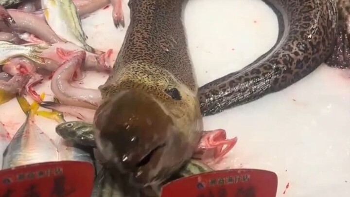 ปลาไหล: ข้าจะดูสิว่าใครฆ่าข้า ชาติหน้าข้าจะแก้แค้นให้ได้!