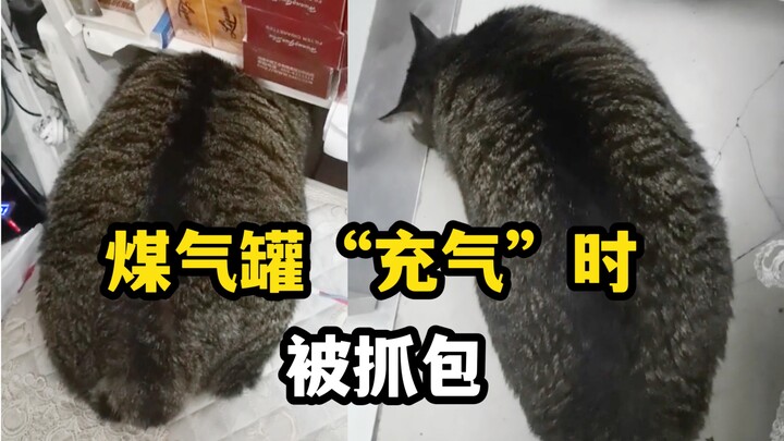 Wangcai is the shop’s “lucky cat”; the boss says, “I feed it all the little bit of money I earn!”