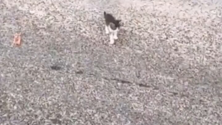 القطة: بعد قليل، نفعل ما يفعله الأخ الكبير.