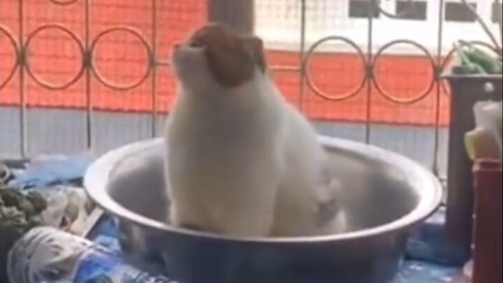 Ketika kucing merasa canggung, mereka akan berpura-pura sibuk.