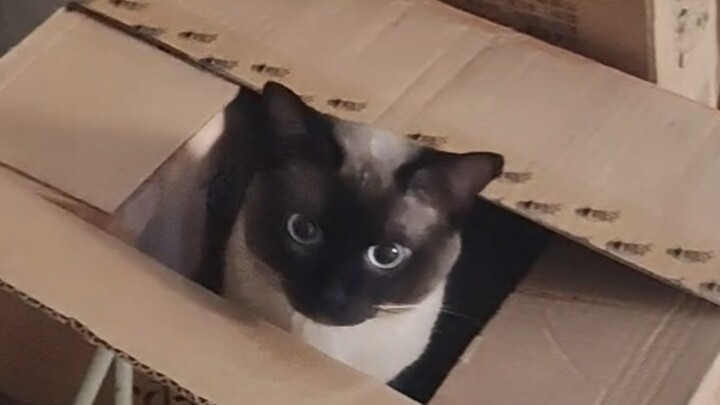 Investigasi Ketangguhan: Mata-mata Kucing Tak Terlihat