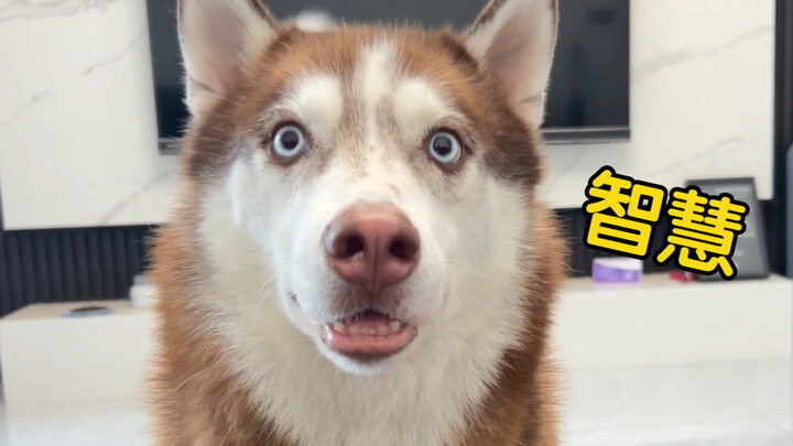 كلمتان قصيرتان تملآن عينيّ الهاسكي بالضوء!