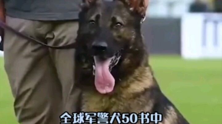 Who could say no to a German Shepherd like this? He’s basically the judge of the pet world!