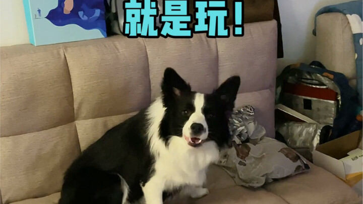 หมาบ้านคุณก็นอนดึกเหมือนกันเหรอ?