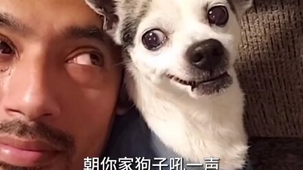 Bark at the dog and see their reaction.