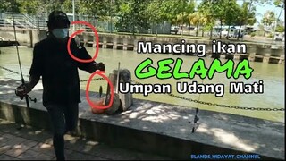 Double Strike!! Pemancing Gemblung Mancing ikan GELAMA Pakai umpan Udang Mati