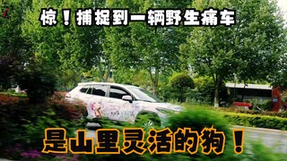 ［神里绫华痛车］居然在2025年的路上捕捉到山里灵活的狗