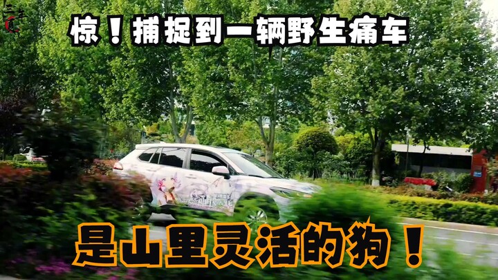 ［神里绫华痛车］居然在2025年的路上捕捉到山里灵活的狗