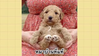 เพื่อนตัวน้อยแสนซน : หมาบ้านที่แท้