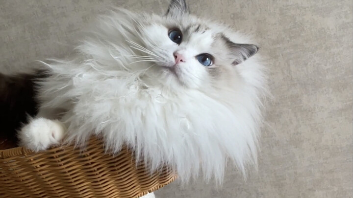 I’ve never seen a cat so into posing!