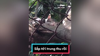 sắp tới trung thu rồi mèo meow Nguyenhoanghaidang meocute meohoang cat catsoftiktok catvideo