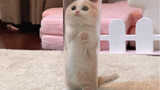 Teach you how to catch a pillar cat