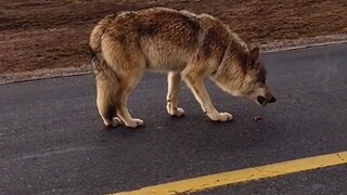 An internet celebrity wolf in Hoh Xil was fed into a husky by tourists. Why does overflowing love ev