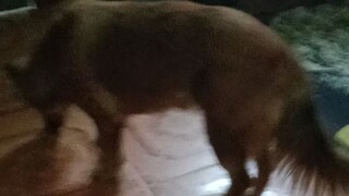 useless dog