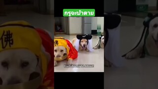 ^มีรวมคลิปเต็มชุดนี้กดดูลิงค์ด้านบนเลยจ้า^ กรูจะบ้าตาย