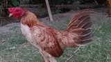 dragon ball chicken