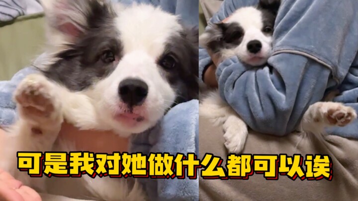 Masuk untuk memastikan Anda penyuka anjing