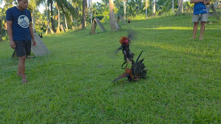Earlybird
