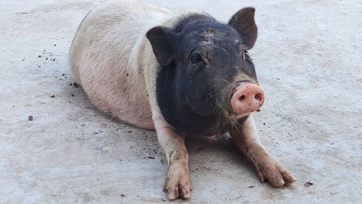 A self-reliant pig!