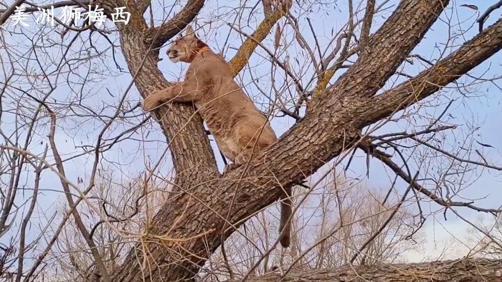 Puma Messi: Dad, I can’t get down!