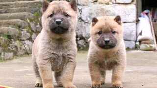 Baby Dogs Guard Their House