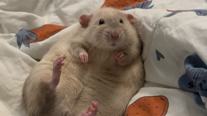 Chuột không hề sợ người thì phải làm sao?