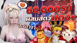 Seven knights 2 60,000เพื่อเทอ สัวต์เลี้ยงระดับแดง+