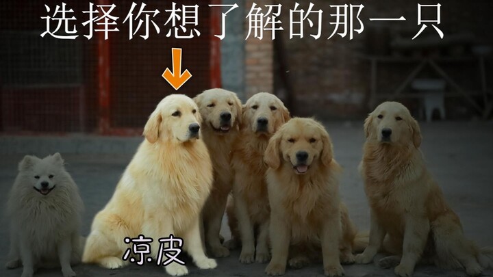 没有狗比我更懂主人——凉皮