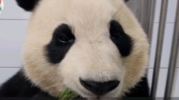 Grandpa Song jokes that Fu Bao is even heavier than her mom!