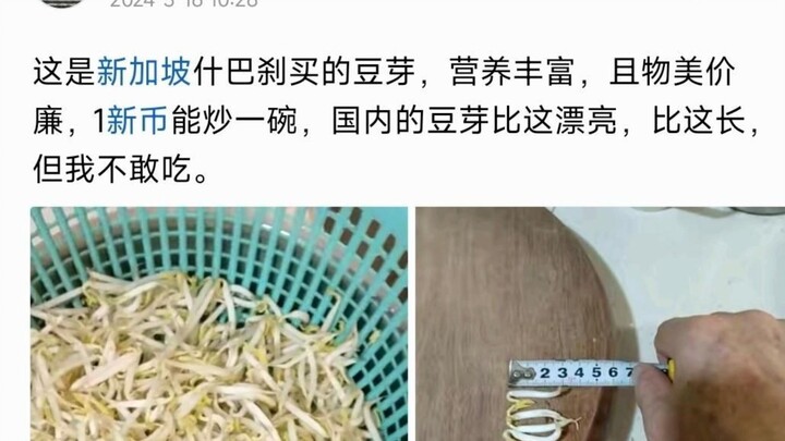 Rau mầm của Singapore đã trở thành viên ngọc quý trên vương miện nông nghiệp chăng?