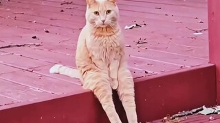 How come you, little cat, act like a human?
