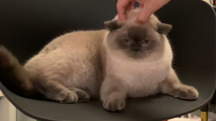 The kitten is very angry! The consequences are severe!