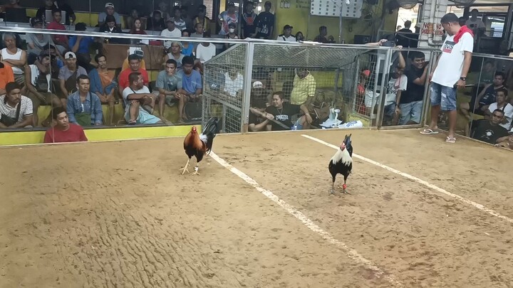 tinurek mini cock pit