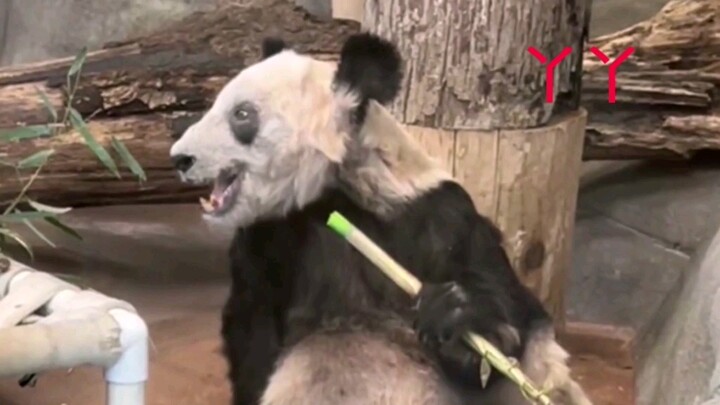 Yaya Tertawa Hari Ini