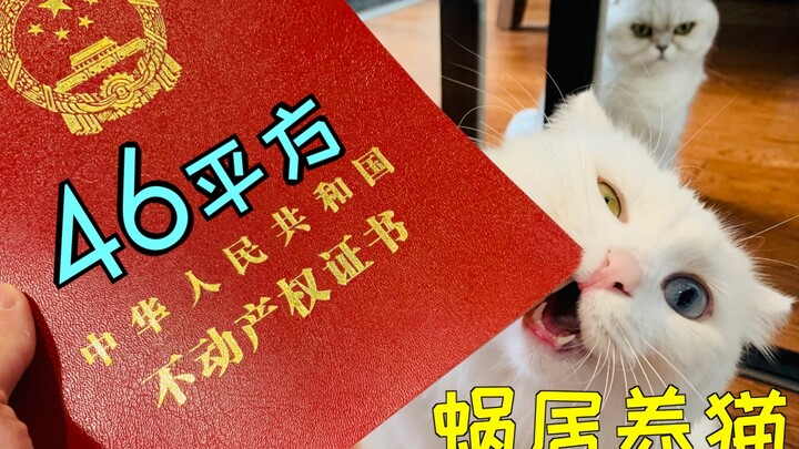 A cat lover cramped in a 46-square-meter space: How to care for 3 cats in an extremely small apartme