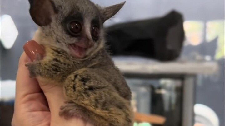 Gak nyangka di dunia ini masih ada benda-benda kecil kayak gini!