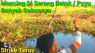 Mancing Disarang Ikan Betok Strike Terus