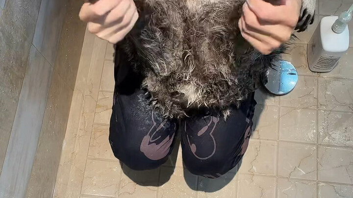 แรคคูนอาบน้ำ