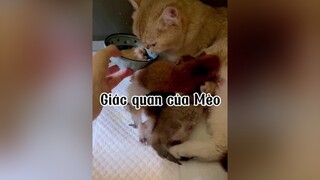 Nổi da gà mèo cat
